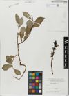 Foto von Salix glabra Scop.